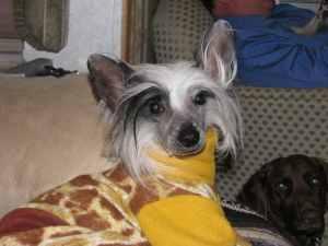 Dogs - Chinese Crested
